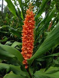 Hedychium Densiflorum Wall 1853 Zingiberaceae Assam Orange Perennial Herbaceous Plant Stems 1 1 2 M High Leaves Sessile Or Small Flowers Flowers Plants