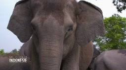 Eurosport est votre destination pour la diffusion de matchs en direct, résumés, rediffusions et commentaires: Une Saison En Indonesie Tous Les Episodes En Streaming France Tv