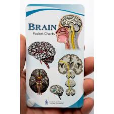 brain anatomy pocket charts