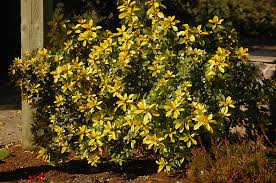 Image result for Escallonia