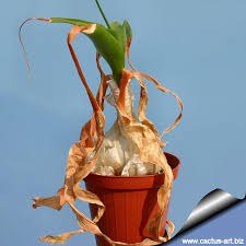 Onions are from the alliums family of vegetables and have a strong, pungent taste and aroma. Ornithogalum Caudatum Syn Ornithogalum Longibracteatum