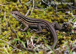 Six-lined Racerunner | State of Tennessee, Wildlife Resources Agency