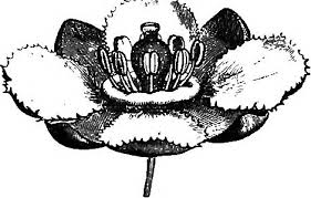 Image result for Lecaniodiscus