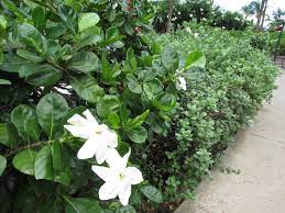 Gardenia Plant Companions Learn What To Plant With Gardenias Gardenia Plant Companion Planting Companion Gardening