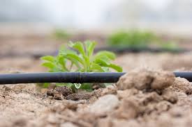 What Is The Difference Between Drip Irrigation And A Sprinkler System Stone Tree Landscaping St George Utah