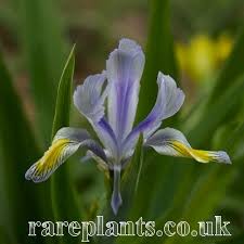 Image result for Microglossa