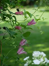 'duchess of albany' is excellent for late summer color blooming from july thru october. Clematis Pflegetipps Gegen Schadlinge Und Krankheiten