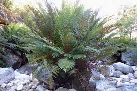 Image result for Todea