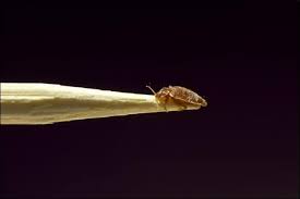 Freshen a musty book by putting it into a large plastic baggie with a used dryer sheet or fold a piece or two within the pages of the book itself. Do Dryer Sheets Keep Bed Bugs Away