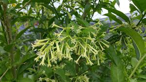 Image result for Cestrum nocturnum