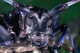 Maybe you would like to learn more about one of these? For Halloween 10 Scary Monsters Invading Ohio Cfaes