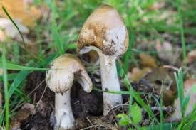 Death Cap Mushrooms What Do They Look Like And Where Are