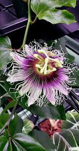 Image result for Passiflora edulis