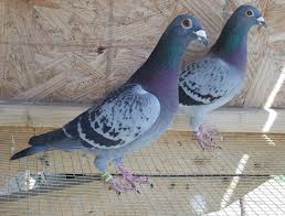 Blue Check Racing Homers Pet Pigeon Racing Pigeons Dove Pigeon