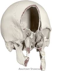 It is protective to underlying nervous, sensory, digestive and respiratory structures, and provides an important site of attachment. Topography Of The Skull Nasal Cavity