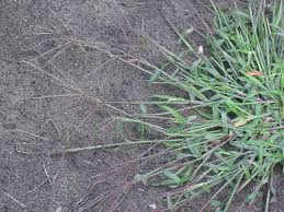 Image result for Digitaria gymnostachys