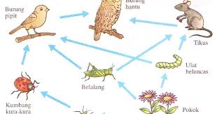Haiwan memerlukan makanan untuk hidup. Siratan Makanan Hubungan Pengeluar Pengguna Dan Pengurai