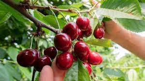 Kirschproduzenten können den optimalen erntetermin ab sofort mittels der app „cherry harvest size bestimmen. Erste Susskirschensorten Sind Reif Ernte Beginnt Ndr De Nachrichten Niedersachsen Studio Luneburg