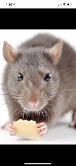 A single hoonttm pest eliminator will cover an area of 450 sq. All N One Pest Eliminators 917 Sunset Dr Antioch Ca Pest Control Mapquest
