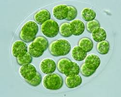 Archaeplastida 
-primary plastids