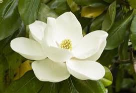 We did not find results for: Little Gem Magnolia Tree Care Gardenerdy