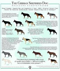 Pin On Dog Training
