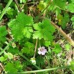 Image result for Geranium aculeolatum