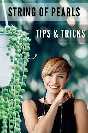(22 c.) throughout its active growth. String Of Pearls Care
