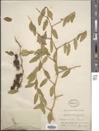 Image result for Capparis fascicularis