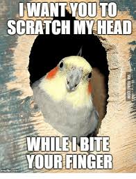 Pin On Fun Birdy Stuff