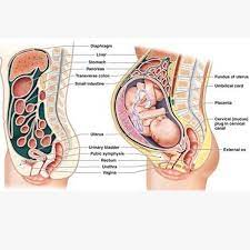 We can see these organs. Pin On Schwangerschaftsmode