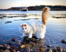 Long time ago, longer before flappy bird, there was a cat swimming in the deepest oceans all over the world. Salty Sea Cat On Twitter Cats Animals Feline