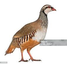 Image result for Alectoris rufa