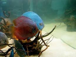 Cloudy Aquarium Water Common Causes Solutions Guide