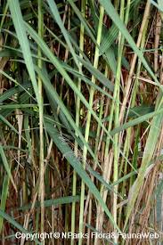 Image result for Phragmites karka
