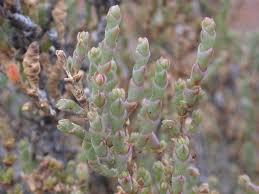 Image result for Halosarcia indica