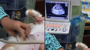 Janin dalam kandungan tumbuh dalam beberapa tahap yang bisa dipantau dari minggu ke minggu. Perempuan Iseng Unggah Foto Janin Dikira Hamil Padahal Hasil Usg Kucing Kumparan Com