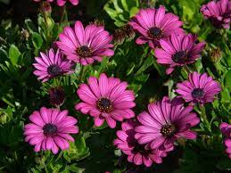 Selain dikenal sebagai tanaman herbal, bunga telang ini juga bagus untuk tanaman hias lho, dengan kombinasi warna biru dan putihnya. Bunga Gerbera Asal Habitat Arti Warna Cara Budidaya
