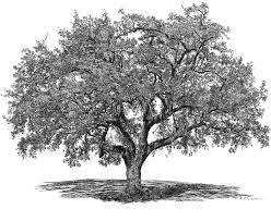 Are You Following The Crowd Off A Genealogy Cliff Oak Tree Tattoo Oak Tree Drawings Tree Drawing