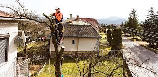 Die nebenkosten werden immer höher. Kosten Fur Baumfallung Sind Sie Als Betriebskosten Umlagefahig Haus Grund Rheinland Westfalen