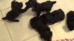 Dutray yorkies is your place to find the most amazing yorkies for sale, teacup yorkies for sale, and visit us today to see all of our amazing yorkie pups! Yorkie Poo Puppies For Sale In Texas Tinydesignerpuppies Com Youtube