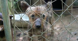 If you don't see the type of dog you're looking for here today, stay tuned! Report Animal Cruelty Atlanta Humane Society