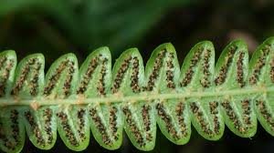 Image result for Cyclosorus