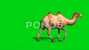 How the camels walk and size each other up. Camel Walks Green Screen 3d Rendering An Stock Video Pond5