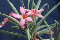 Image result for Adenium oleifolium