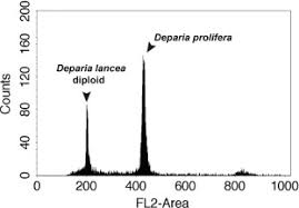 Image result for Deparia boryana