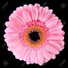 Silver primula flowers lace plants primrose laced flower garden unusual types balconygardenweb victoriana unique plantas drama dark flores negras jardin. Beautiful Pink Gerbera Flower Macro With Black Center Isolated Stock Photo Picture And Royalty Free Image Image 19188543