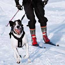 Der zuggeschirrverkauf erfolgt nur noch nach anprobe vor ort! Non Stop Dogwear Free Motion Harness Zuggeschirr Activedogs24 De Outdoorbedarf Fur Hunde