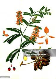 Image result for Abrus fruticulosus