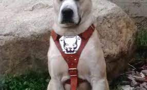 dogo argentino pitbull kirmasi